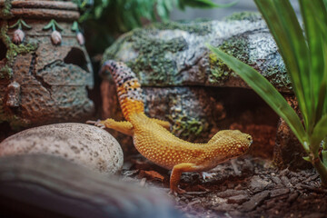 Vibrant leopard gecko in a terrarium surrounded by rocks, foliage, and decorative elements, reflecting its natural habitat setup. Ideal for themes relating to reptiles, pets, or exotic animal care.
