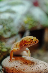 Golden gecko with exquisite detail, sitting atop a rock amidst a natural habitat, provides an imposing close-up view showcasing its intricate textures and vivid coloration.