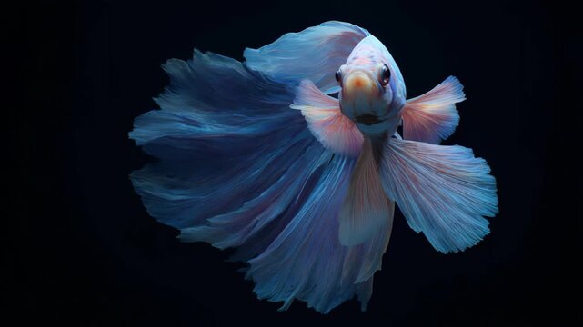 tropical blue fish in aquarium
