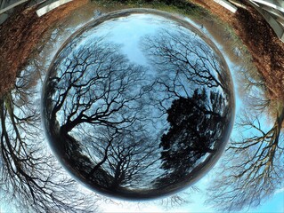 Abstract view of bare trees and sky through a spherical lens effect
