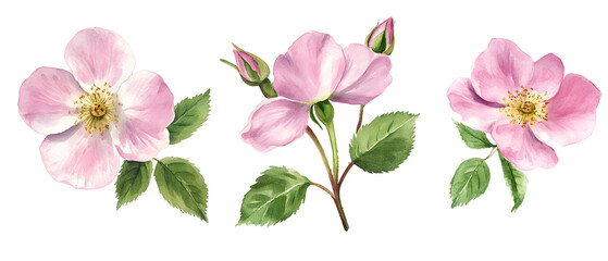 Watercolor Painting of Pink Rose Flowers with Green Leaves Against Transparent Background