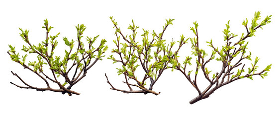 Fototapeta premium Three Branching Green Spring Centerpieces Isolated on Transparent Black Background
