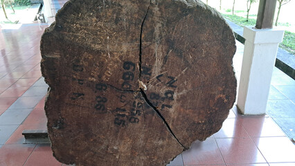 close-up view of a 350-year-old teak fossil (tectona grandis).