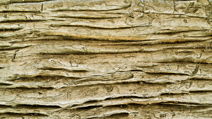 close-up view of a 350-year-old teak fossil (tectona grandis).