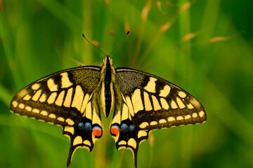 A vibrant common yellow swallowtail (Papilio machaon) butterfly captured with its wings wide open on green grass in a rainy forest.