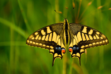 A closeup photograph of a vibrant common yellow swallowtail butterfly (Papilio machaon) spreading its wings on lush green grass during the monsoon season.