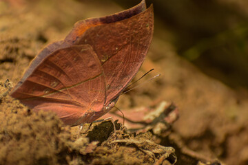A close look at a dead leaf butterfly (Kallima inachus) camouflaging as it puddles on sunlit forest soil during summer.