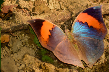 This image captures the orange oakleaf butterfly (Kallima inachus) in a rare open-wing moment, absorbing minerals from forest ground moisture in bright daylight.
