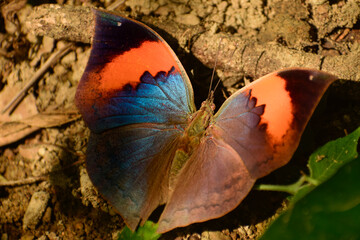The orange oakleaf butterfly (Kallima inachus) is seen perched on the forest ground with wings fully open, displaying its stunning orange and black color patterns.