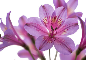 Fototapeta premium Close up of a delicate pink alstroemeria flower with intricate markings isolated on transparent background
