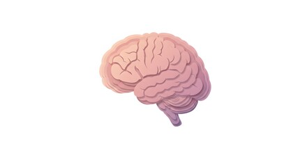 A detailed illustration of a human brain, the center of thoughts and memories. The image is a side view of the brain, showcasing its intricate structure and folds.