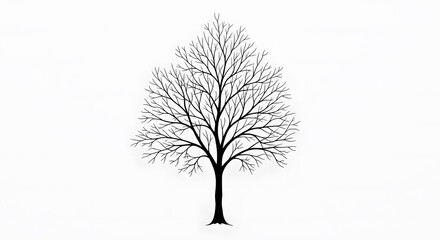 Obraz premium Isolated vector silhouette of a bare winter tree, black on white, with intricate branches reaching towards the sky