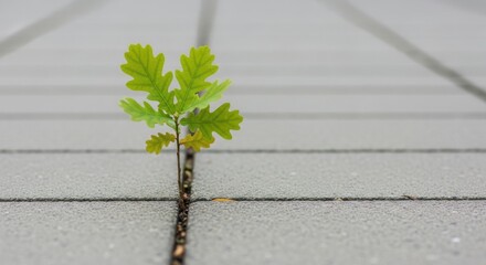 Small green oak sapling growing through a crack in grey paving stones tree plant
