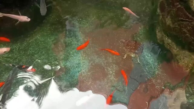 footage video of koi fish pond