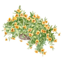 Watercolor illustration of many yellow decorative flowers. Lush yellow flowers in a pot. For flower shops, printing on postcards, greeting cards, business cards, etc.