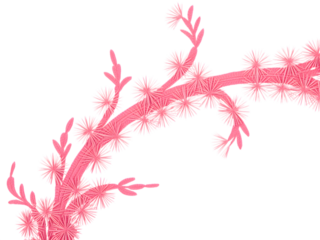 Pink floral branch with delicate blooms isolated on a transparent background