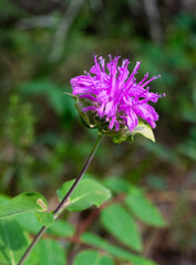 Wild bergamot flower in the forest