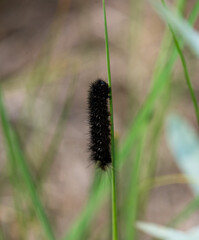 Small black caterpillar on grass
