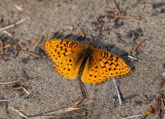 Orange fritillary butterfly in the summer