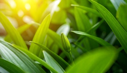 Obraz premium Close-up of vibrant green lily buds and leaves