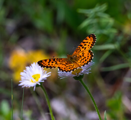 Orange fritillary butterfly in the summer