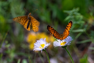 Orange fritillary butterfly in the summer