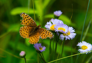Orange fritillary butterfly in the summer