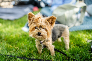 A small Yorkshire Terrier stands alert on green grass with a leash attached at picnic