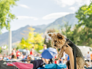 Yorkshire Terrier pet being held in the air at parade