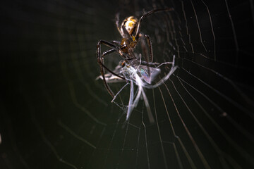little spider hunting fly on spiderweb