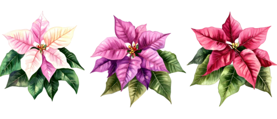 Three Poinsettia Flowers With Pink Purple And Red Petals Featuring Green Leaves On Transparent Background