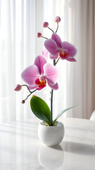 Elegant pink orchid stands alone on a white marble table in front of light window with sheer white curtains. Quite lovely. JPEG, 3.3MB, 9x16in, 2700x4800px, 300p/i