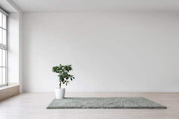 Green plant on carpet in big light room