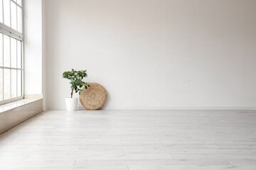 Green plant with rattan pouf near light wall in big room