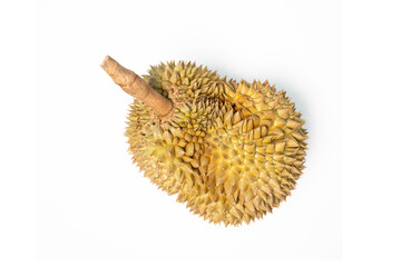 Durian Pala-u, a fruit registered as a geographical indication or GI, deliciously sweet, fragrant,...
