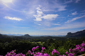 Fototapeta premium flowers in the mountains