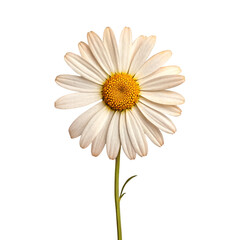 Naklejka premium daisy isolated on white
