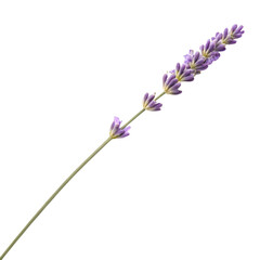 Obraz premium lavender flower isolated on white background