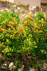 Lemon tree
