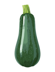 Organic Green Zucchini Cooking Food - Vector Illustration