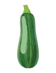 Fresh Common Zucchini Healthy Vegetable - Vector Illustration