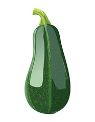 Zucchini Profile View Healthy Vegetable - Vector Illustration