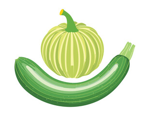 Fresh Green Squash Zucchini Organic Harvest - Vector Illustration