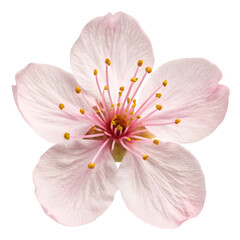 Fototapeta premium pink flower isolated on white
