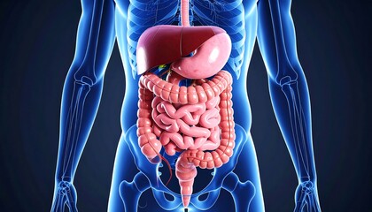3D anatomical illustration of the digestive system overlaid on a skeletal structure