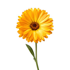 yellow gerber daisy
