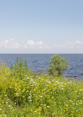 Colorful wildflowers in full bloom near a calm lake under a bright blue sky with scattered clouds...