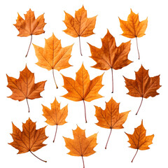 maple leaves isolated on white
