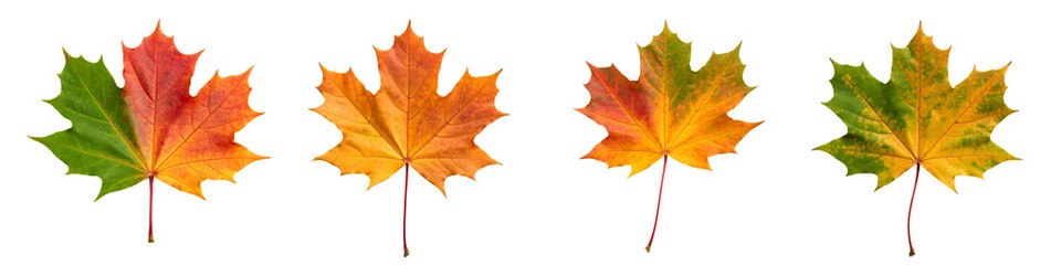 Obraz premium Four maple leaves in varying stages of autumn color. Ideal for fall themed designs, nature concepts, seasonal promotions, and outdoor advertising materials.