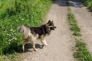 Long-haired dog crossing a sunlit country path bordered by green grass and wildflowers on a warm...